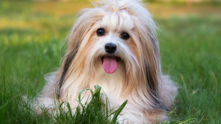 Are Havanese Hypoallergenic? Havanese Shedding And Grooming