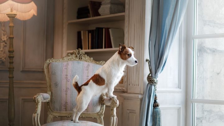 Are Jack Russell Terriers Hypoallergenic? How Much They Shed?