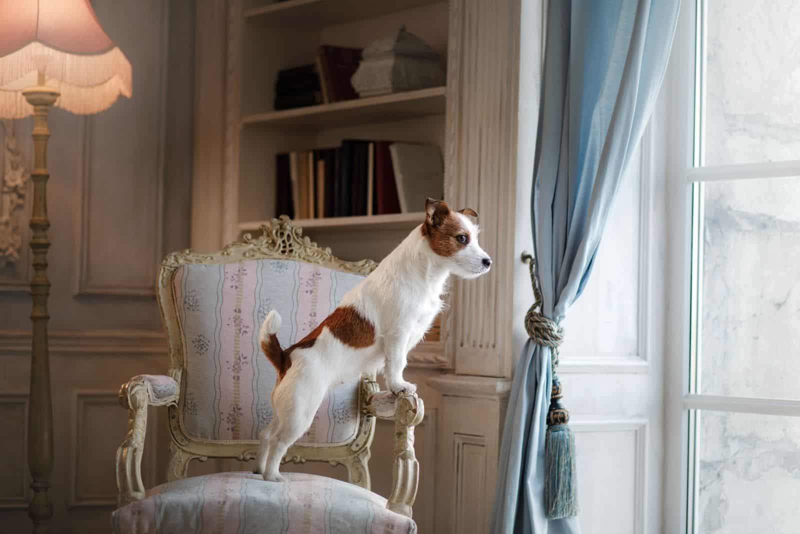 a jack russell terrier standing on the chair looking outside