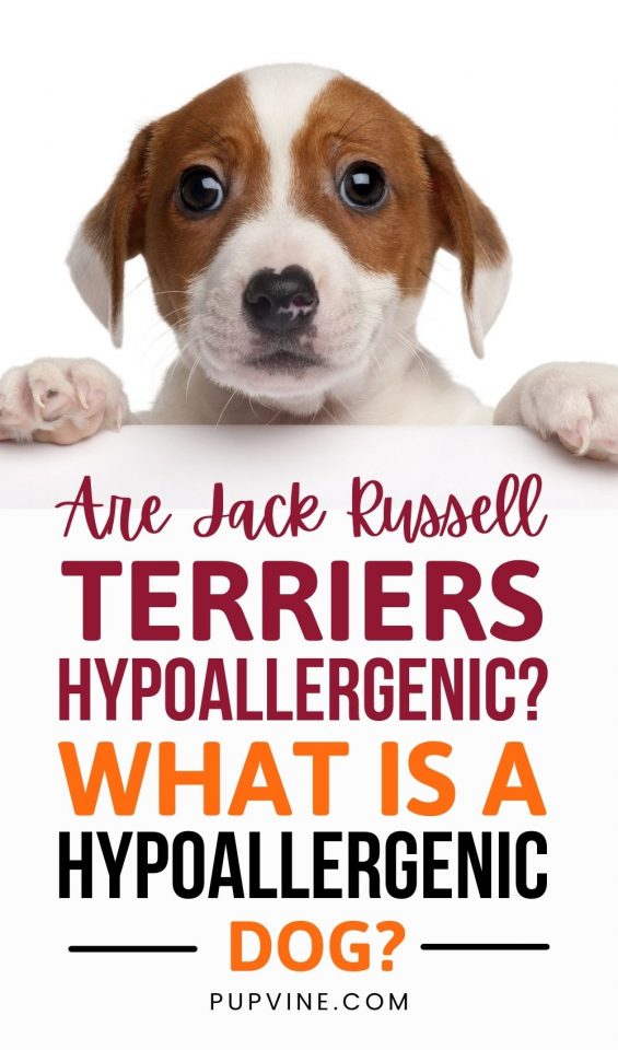 Are Jack Russell Terriers Hypoallergenic? How Much They Shed?