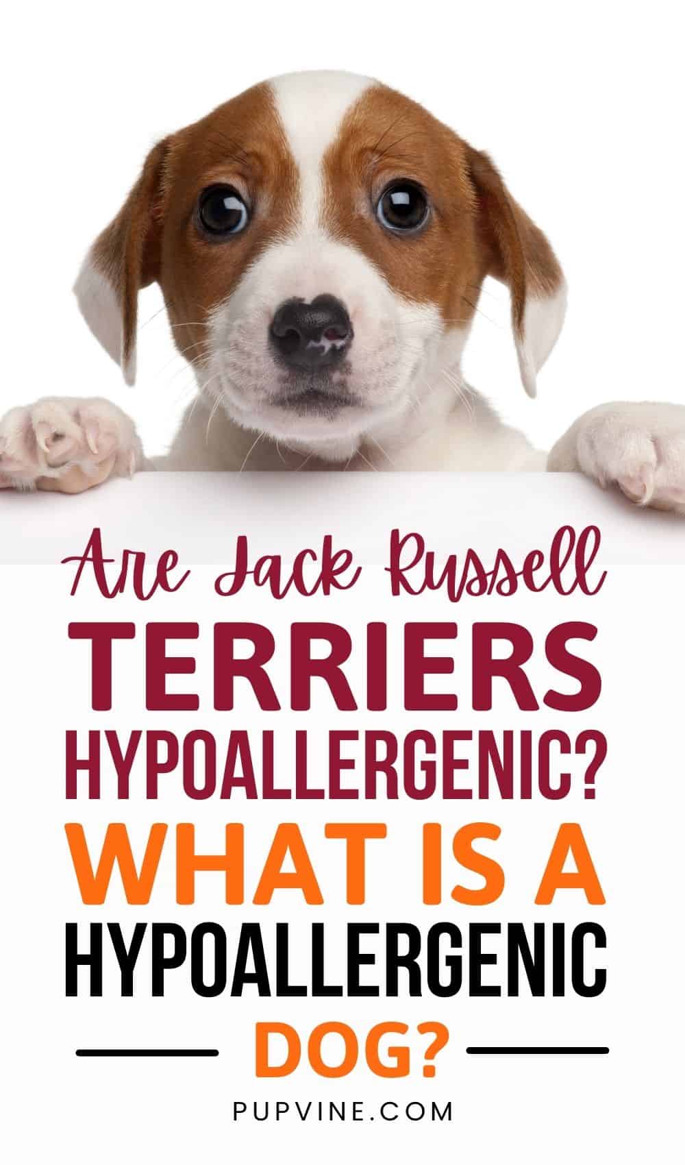 Are Jack Russell Terriers Hypoallergenic? What Is A Hypoallergenic Dog?