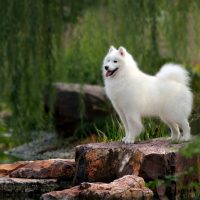 a Samoyed dog stand on stone in the middle of the forest