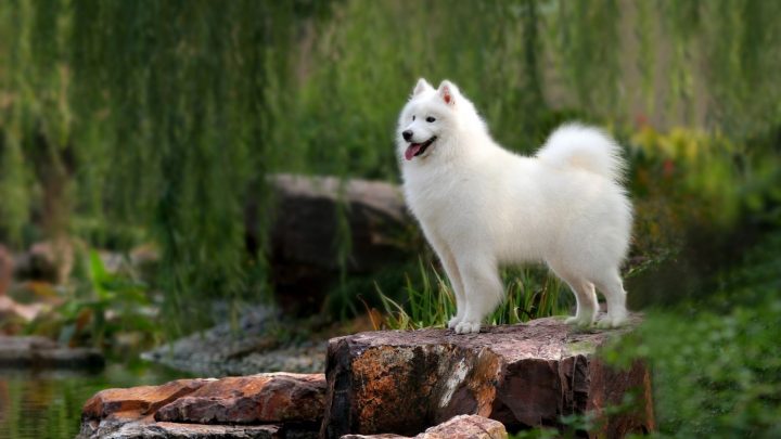 can samoyeds be guard dogs