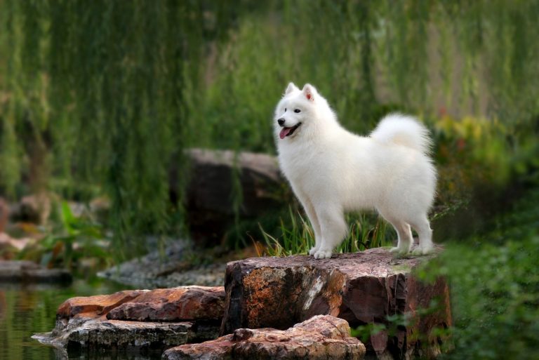 a Samoyed dog stand on stone in the middle of the forest