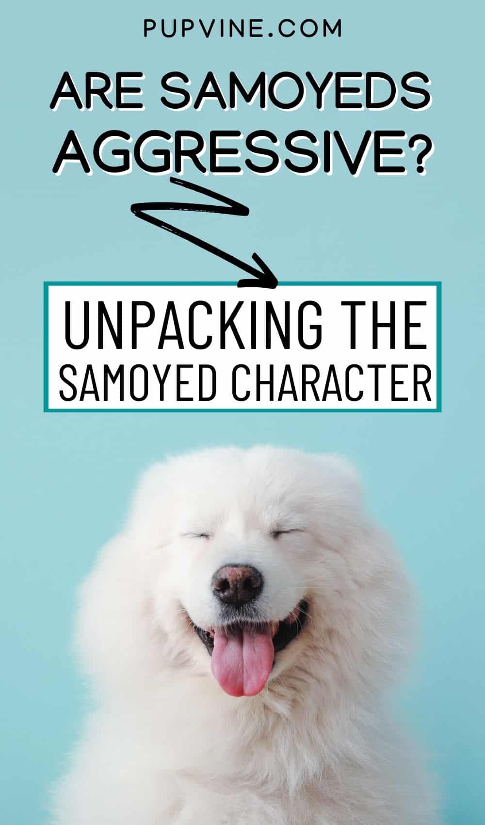 Are Samoyeds Aggressive? Unpacking The Samoyed Character