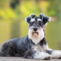 Dog laying on pier of river