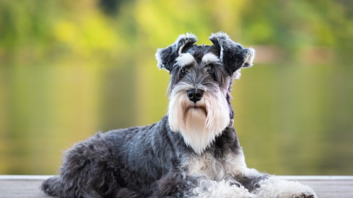 Are Schnauzers Hypoallergenic? Dog Shedding And Allergies
