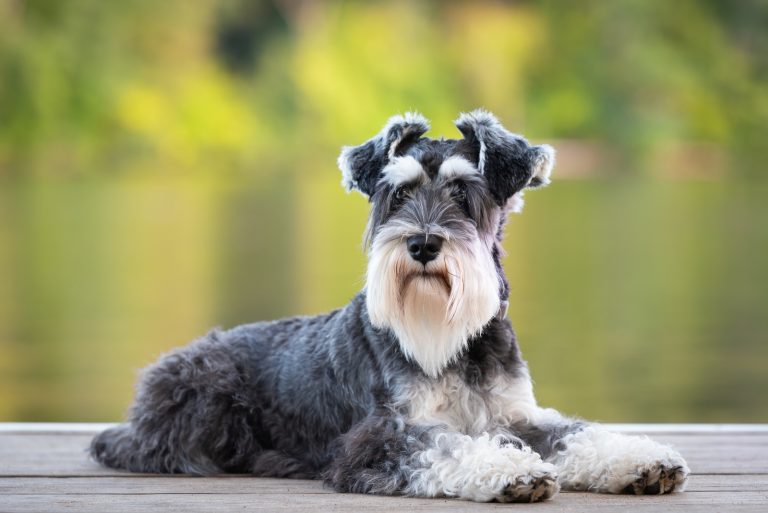Dog laying on pier of river