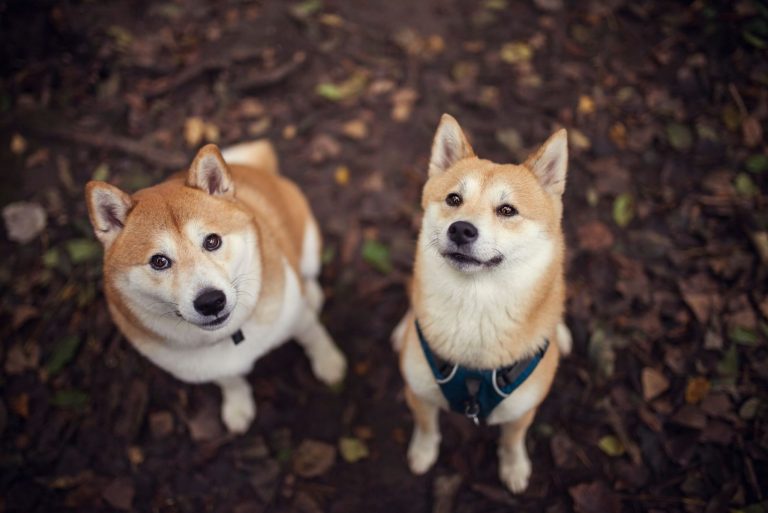 Two shiba inus looking up at the camera and waiting in the autumn