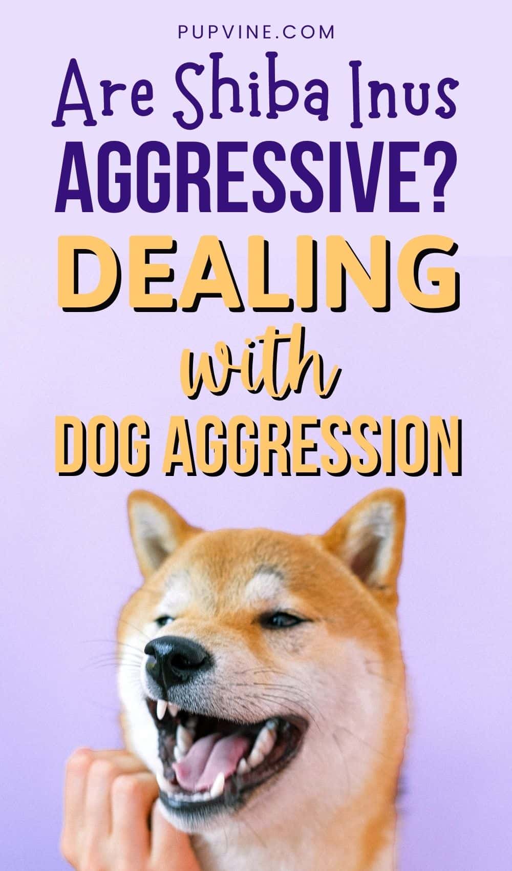 Are Shiba Inus Aggressive Dealing With Dog Aggression
