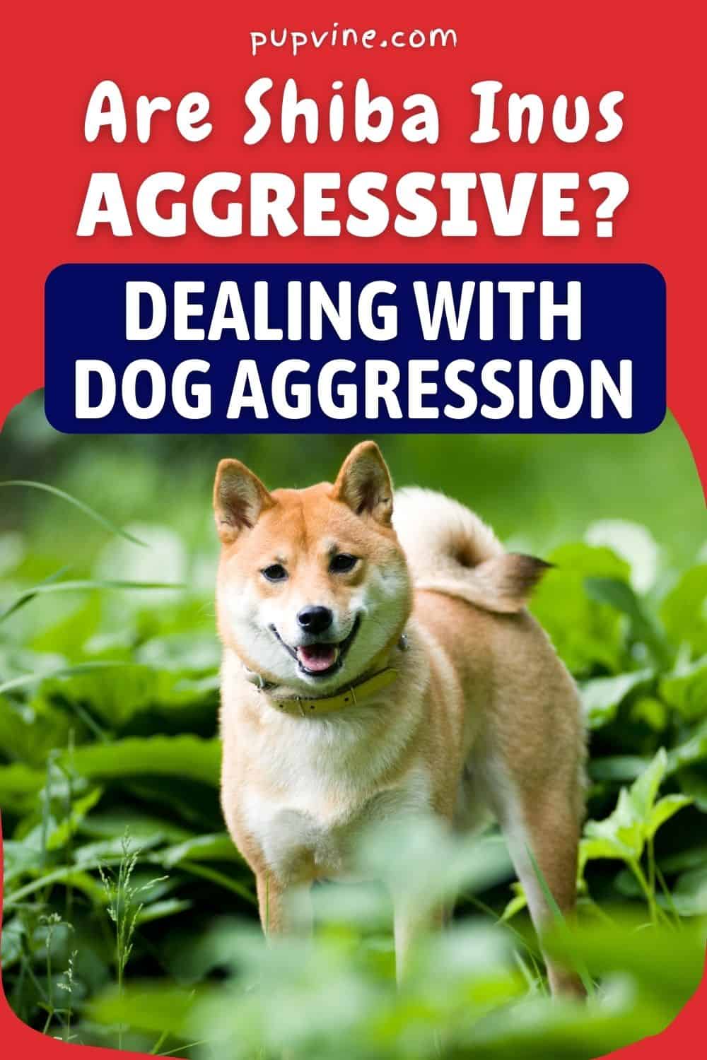Are Shiba Inus Aggressive? Dealing With Dog Aggression
