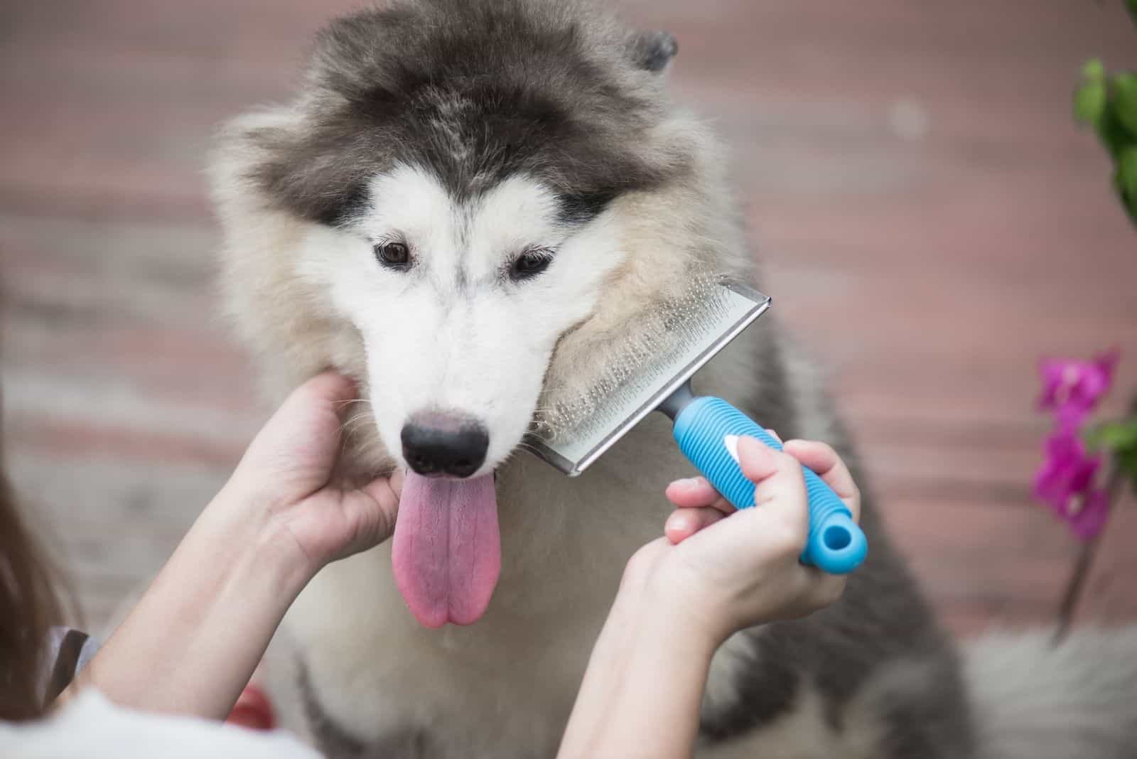 Asian woman using a comb brush the siberian husky puppy