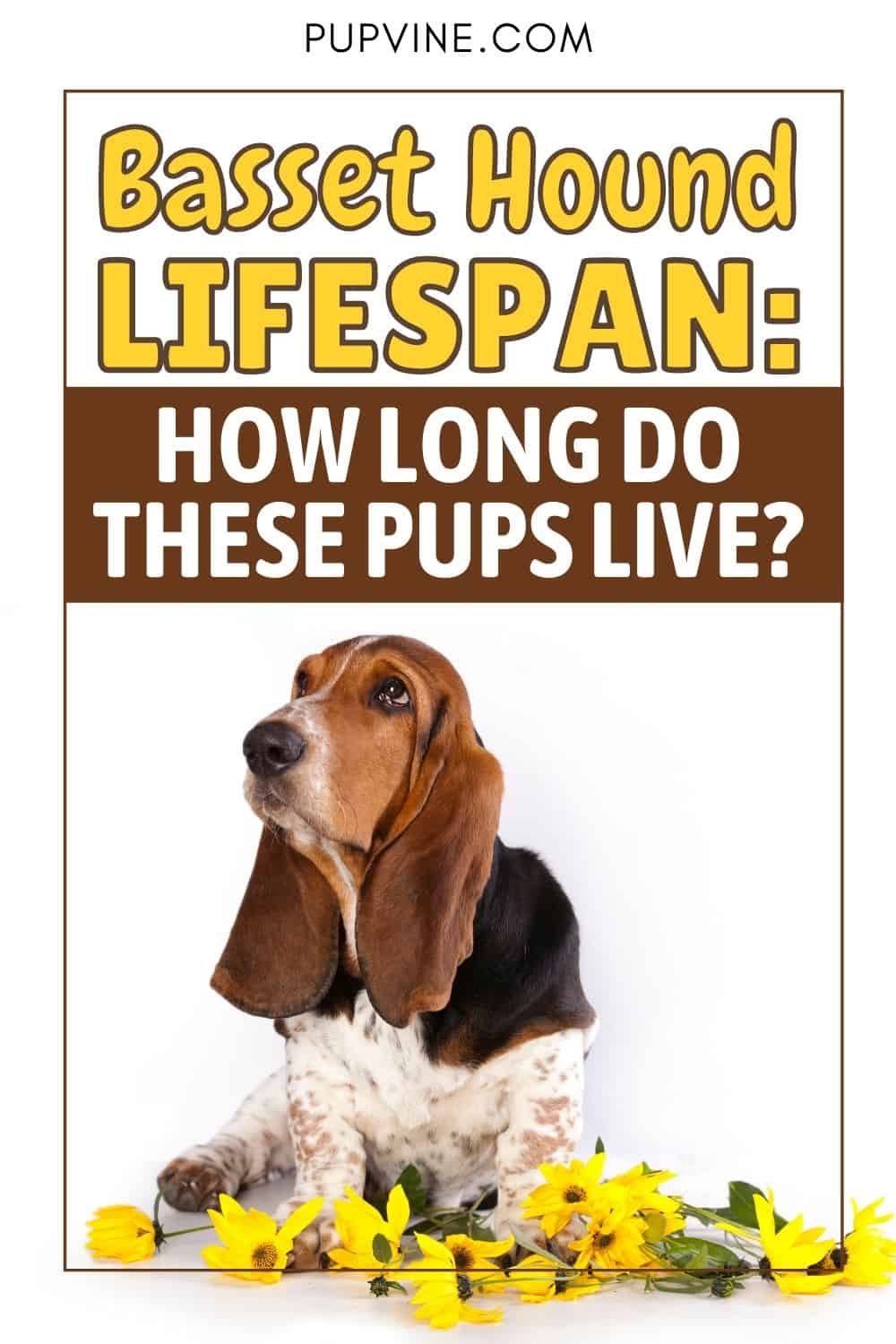 Basset Hound Lifespan How Long Do These Pups Live