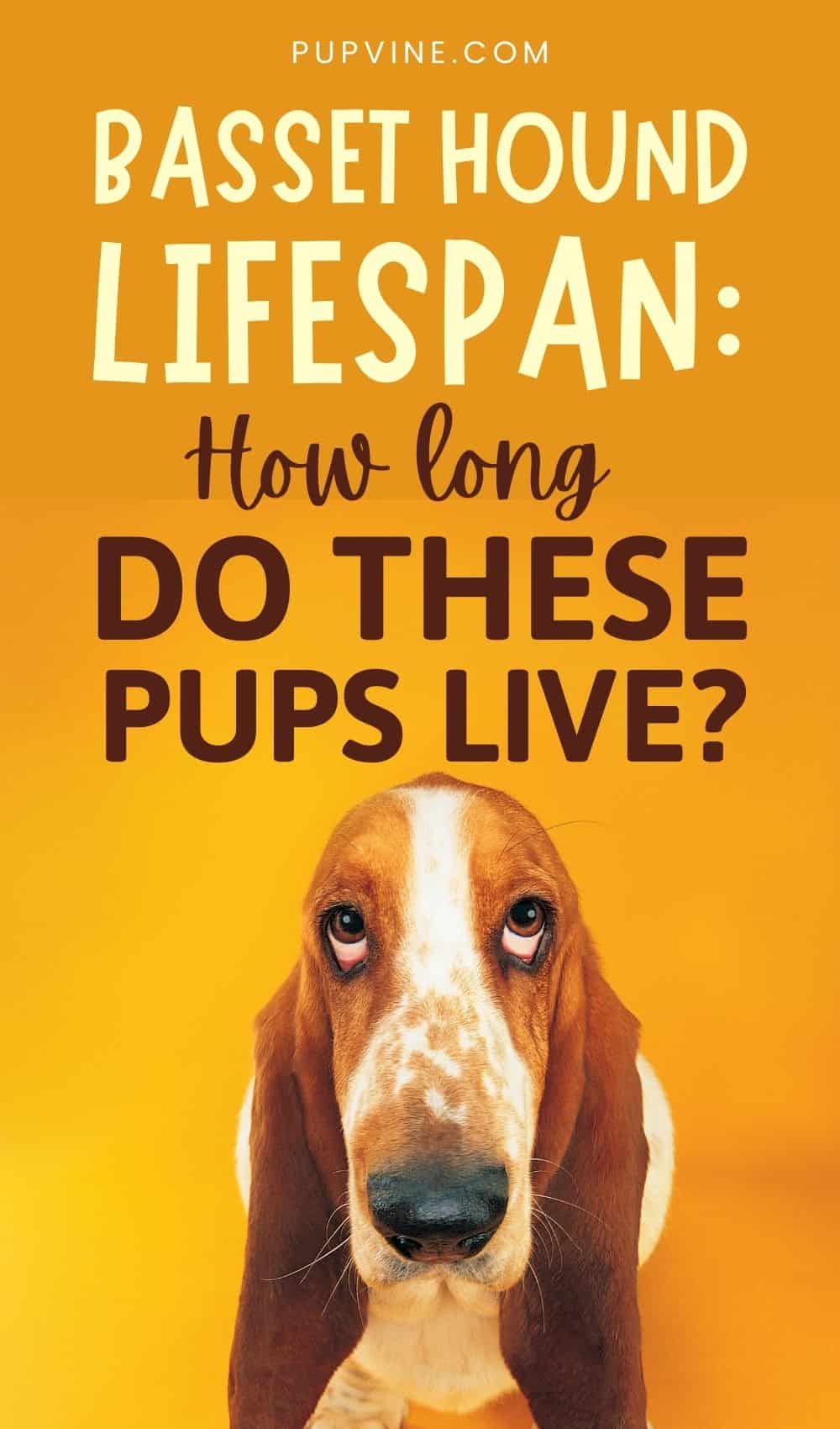 Basset Hound Lifespan How Long Do These Pups Live