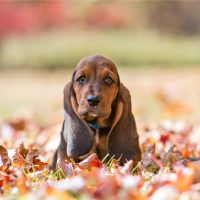 cute basset hound sitting in the dried leaves in autumn park