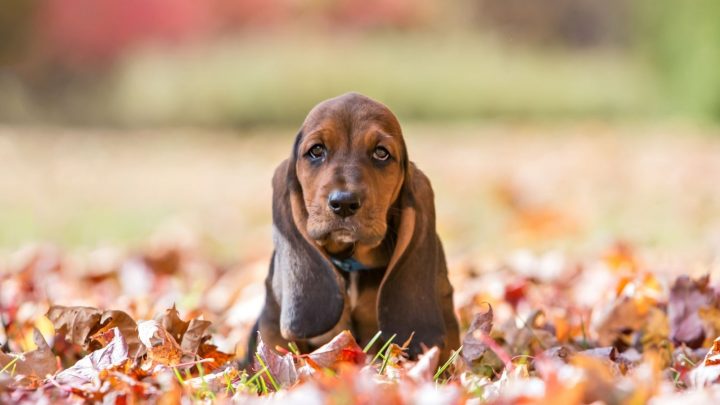 Basset Hound Lifespan And Common Health Problems