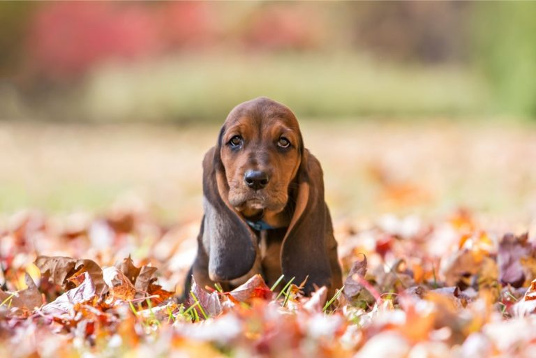 cute basset hound sitting in the dried leaves in autumn park