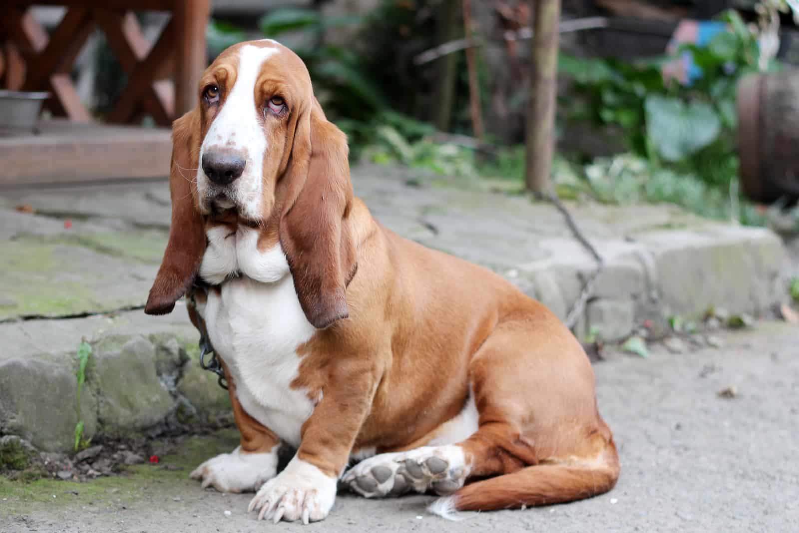 basset hound 