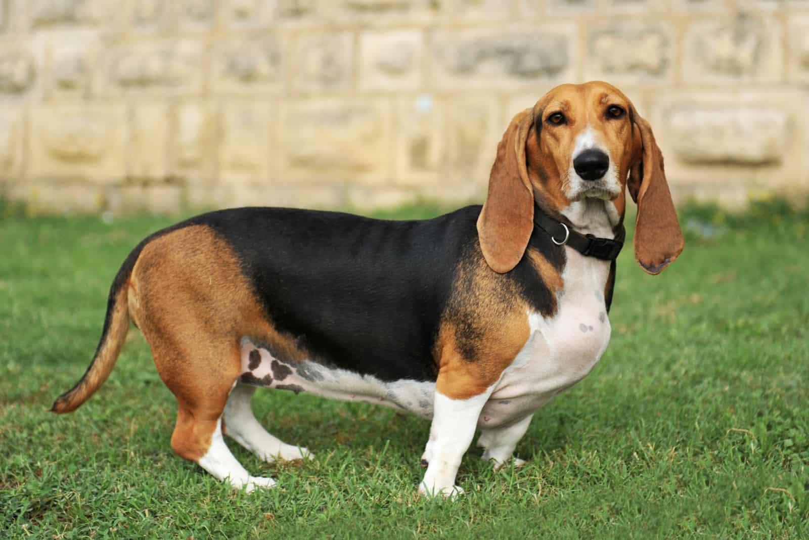 Basset Hound standing outdoors