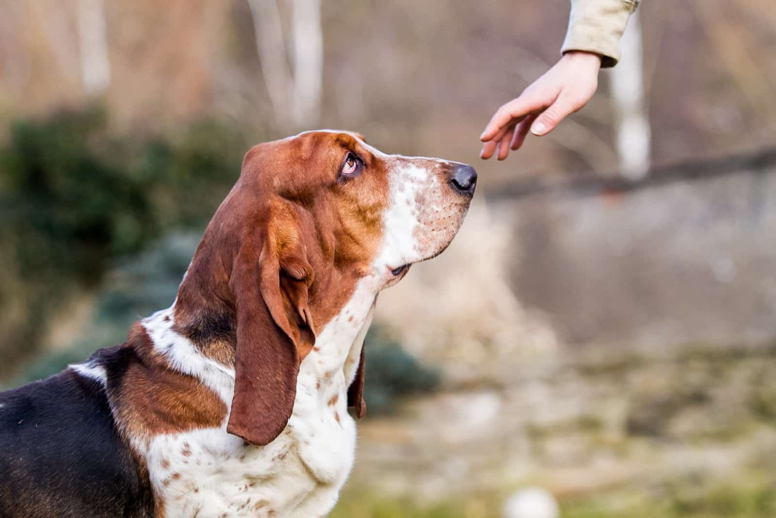 Basset Hound with owner outdoors