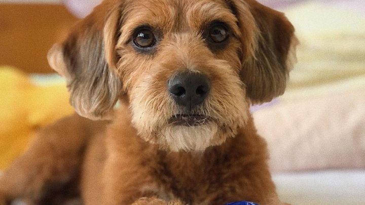 Beagle Poodle Mix: Both Loveable Breeds In One Package