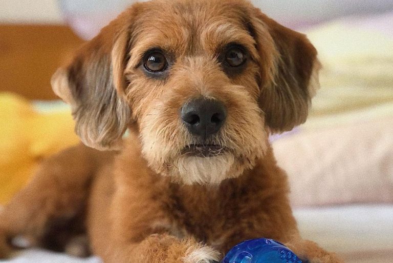 cute beagle poodle mix