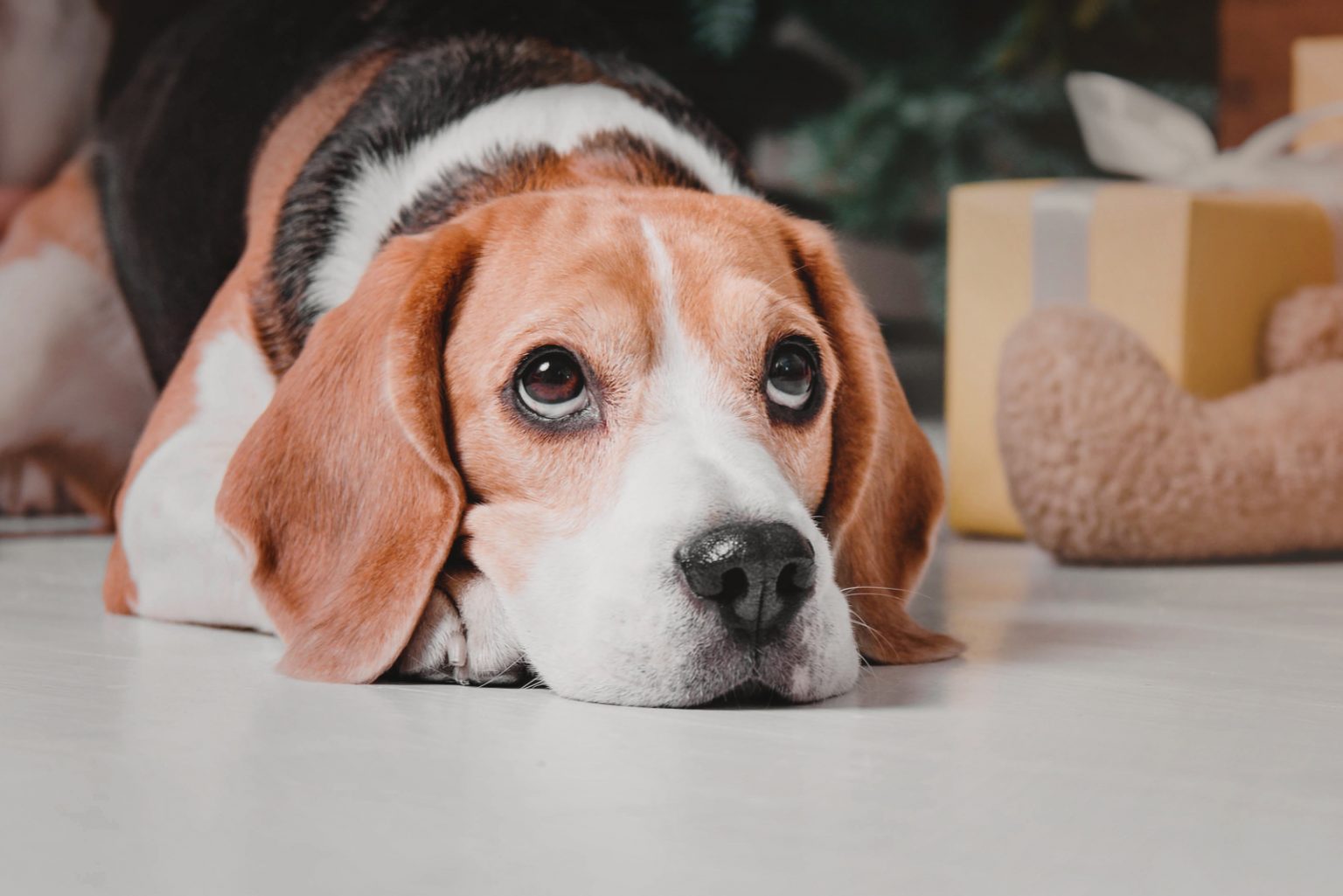 Beagle Lifespan And Common Health Issues Explained