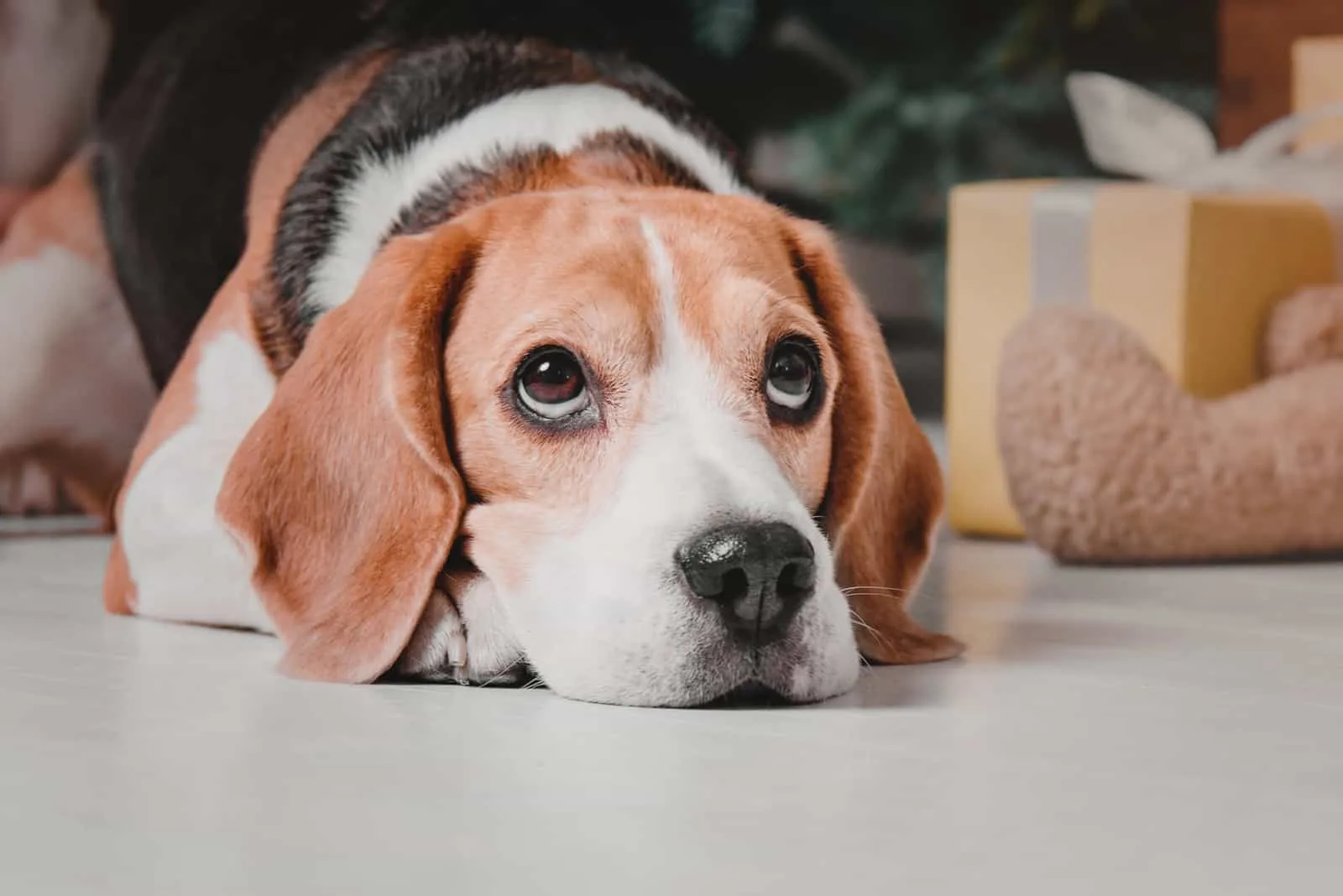 Beagle dog lying down on white floor
