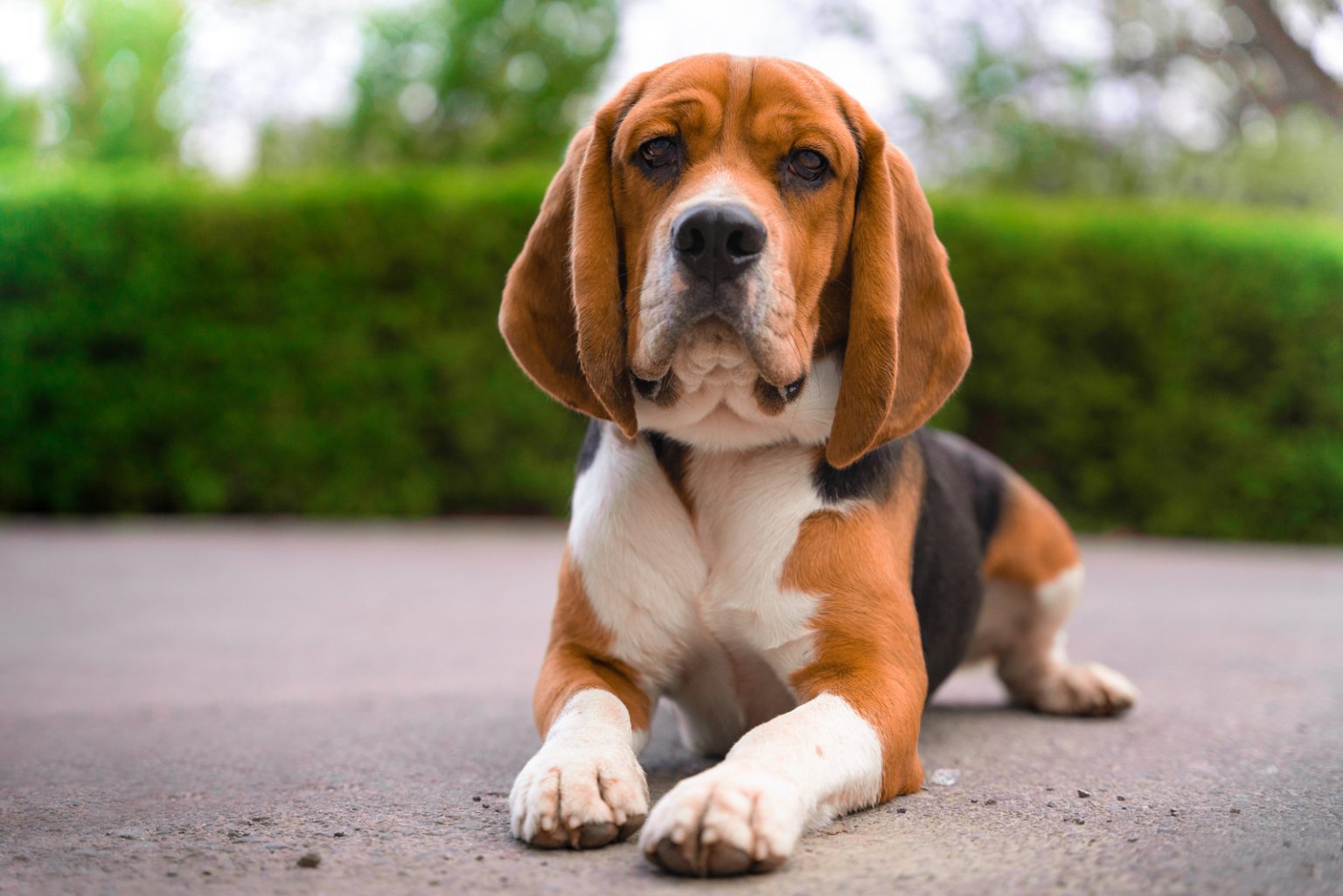 What Is The Beagle Lifespan Beagle Health Issues And Life Expectancy