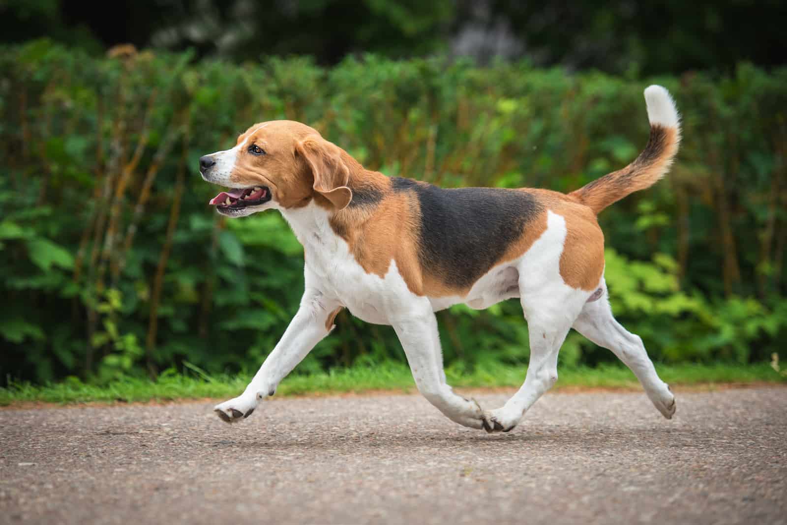 beautiful Beagle dog running outdoors