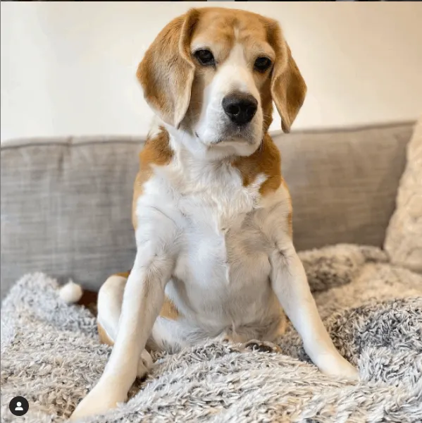 Beagle on bed