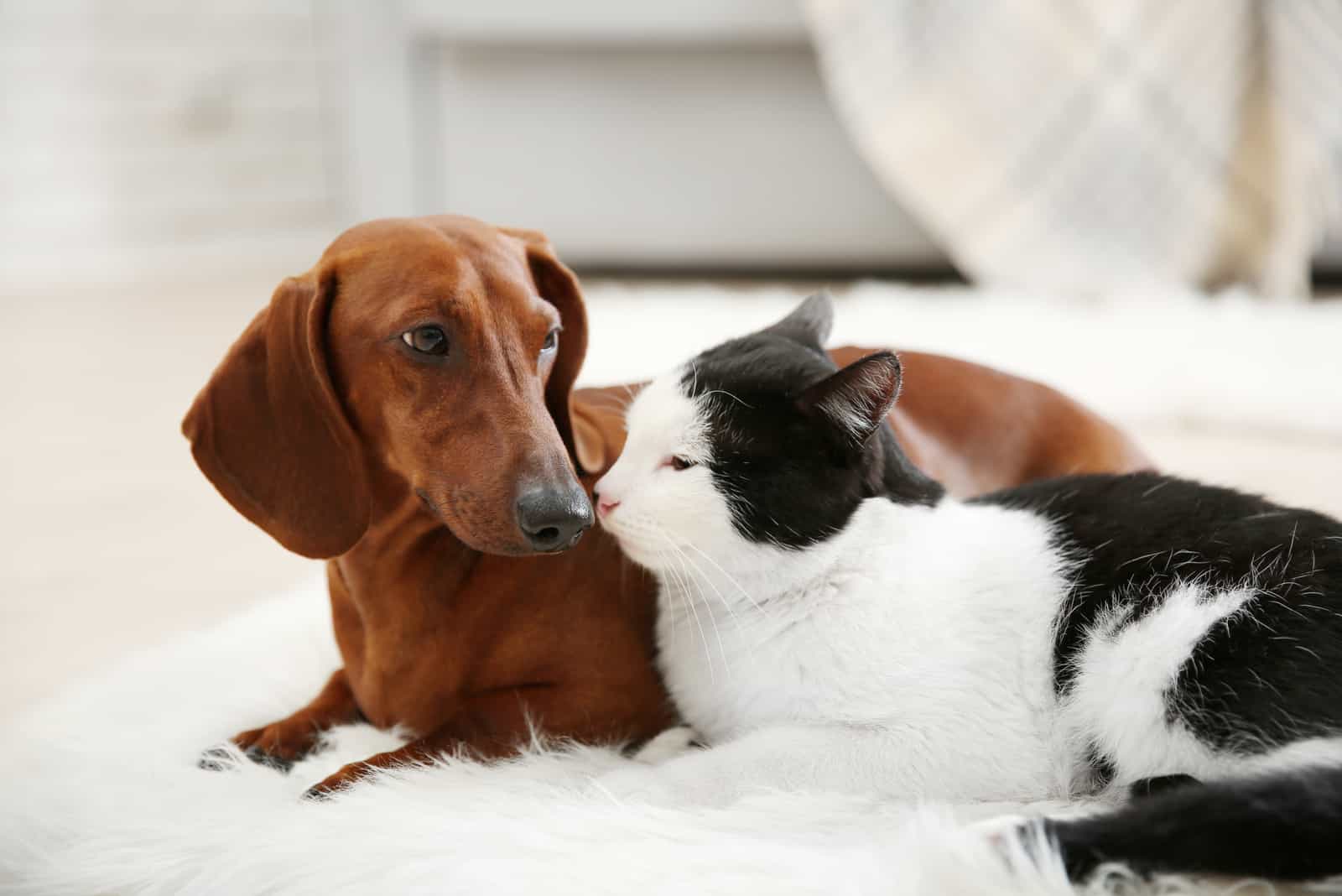 Beautiful cat and dachshund dog