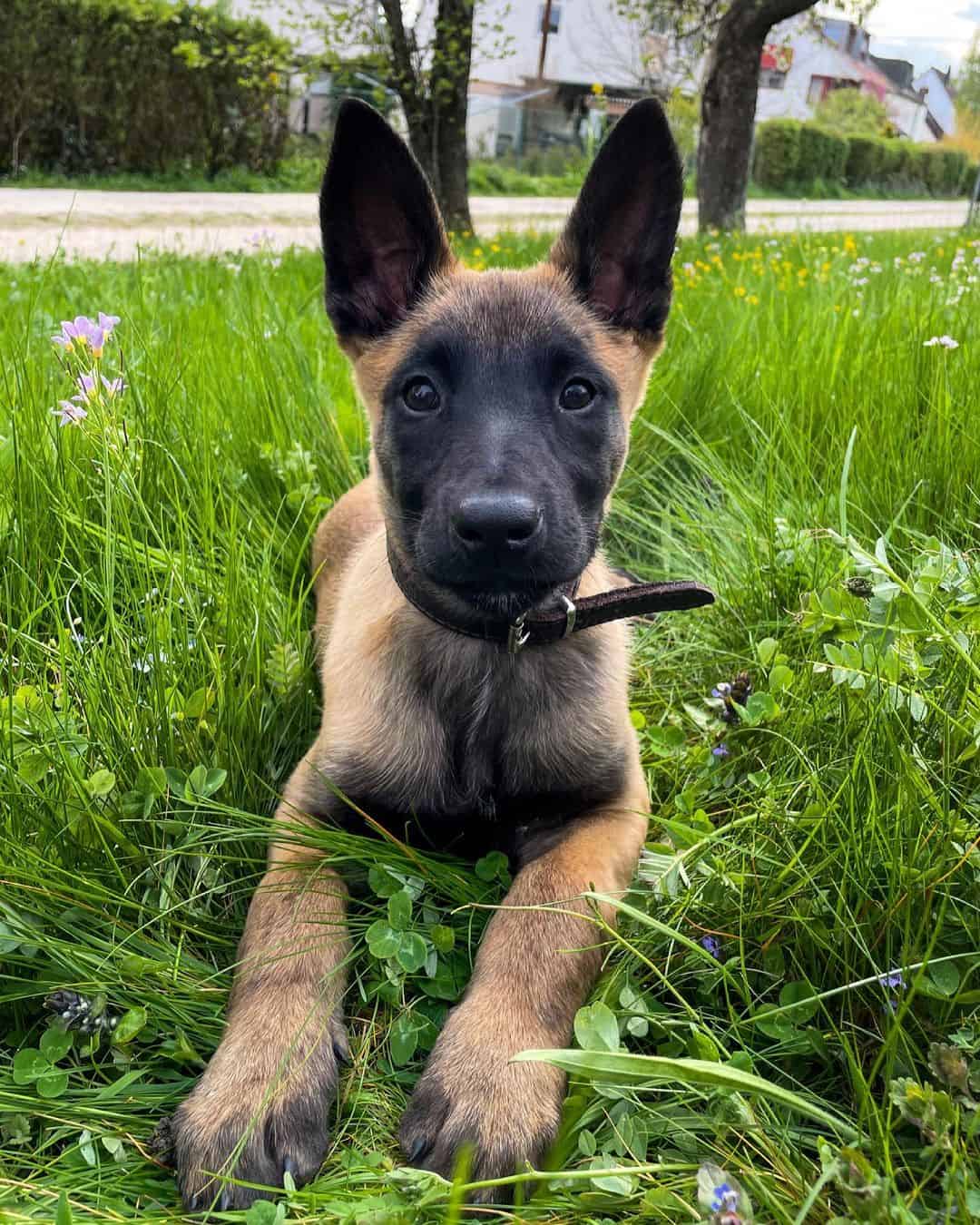 Belgian Malinoi puppy lying on the grass