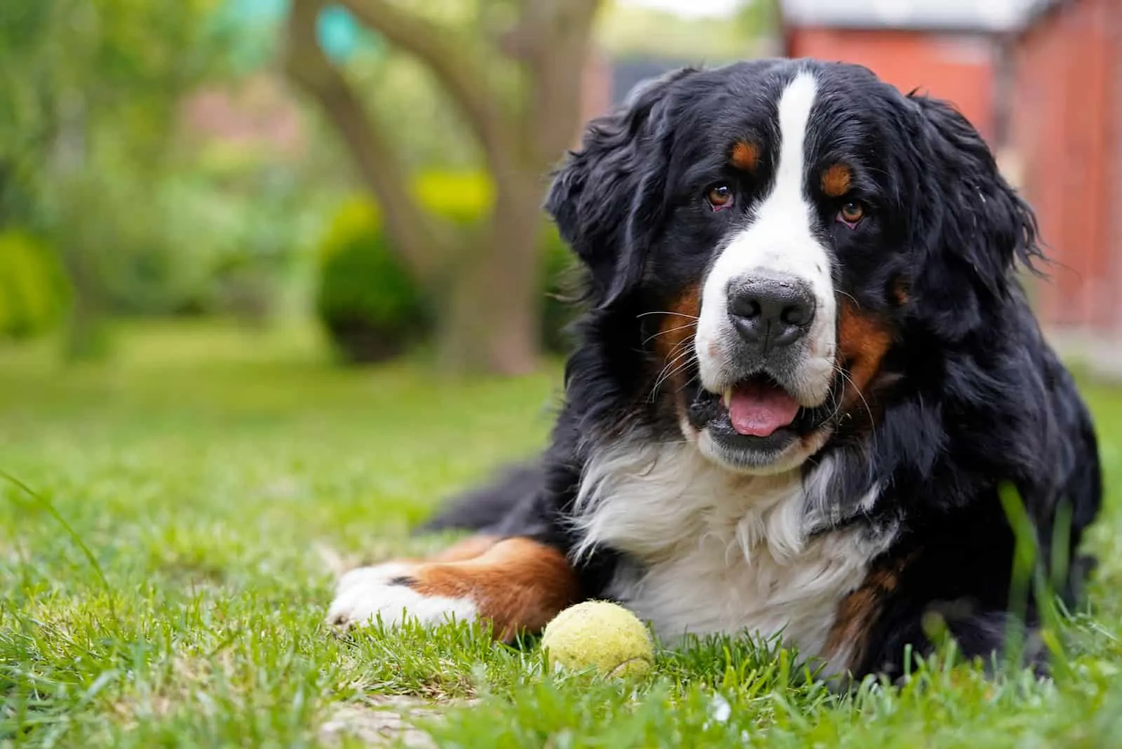 Bernese Mountain Dog lying on the grass in the garden