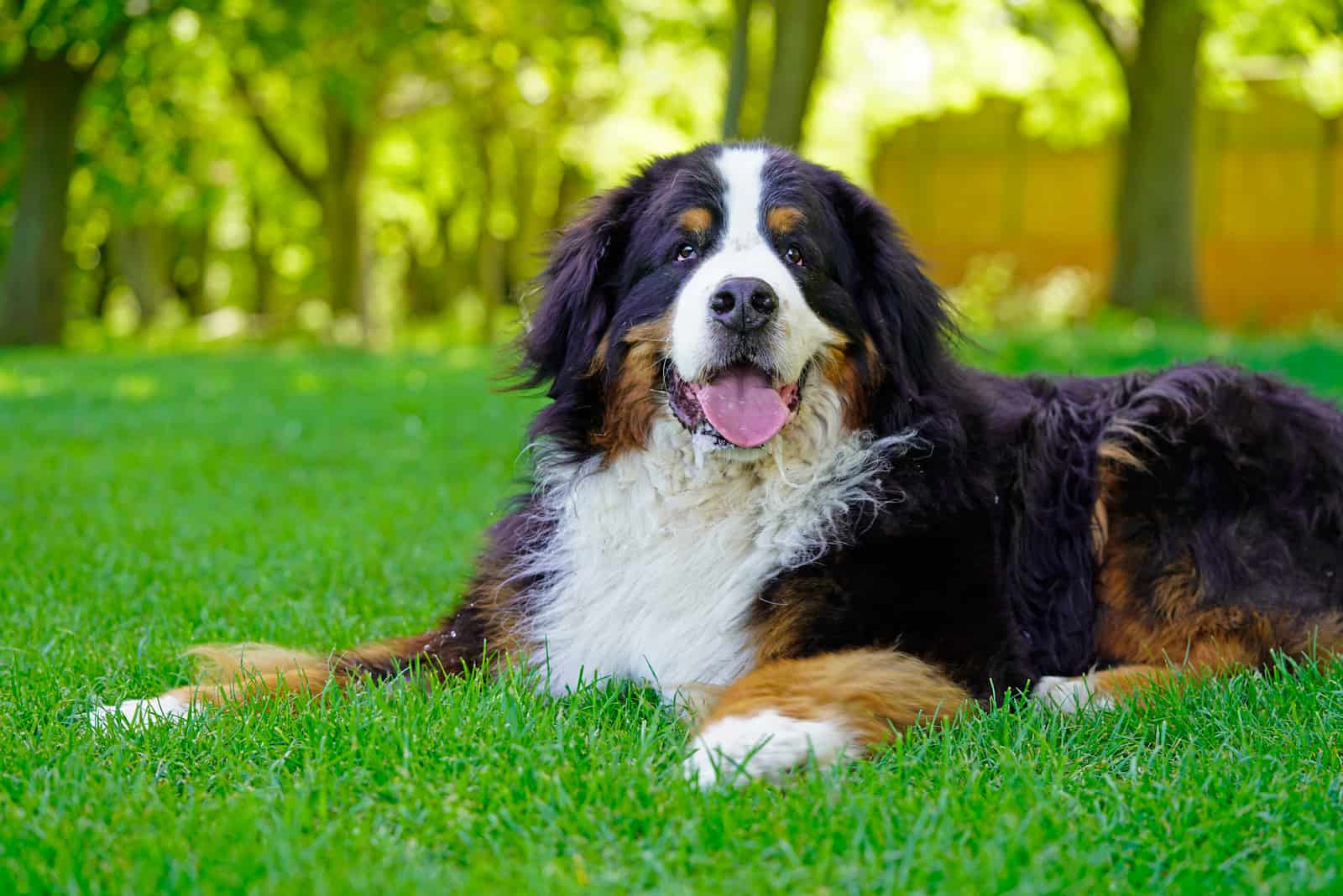 Bernese Mountain Dog lying on the grass in the park