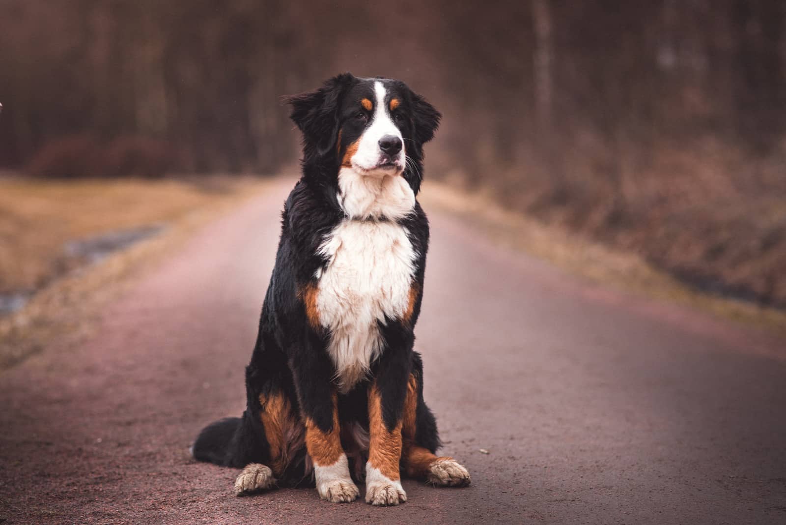 Bernese Mountain Dog sitting on the road