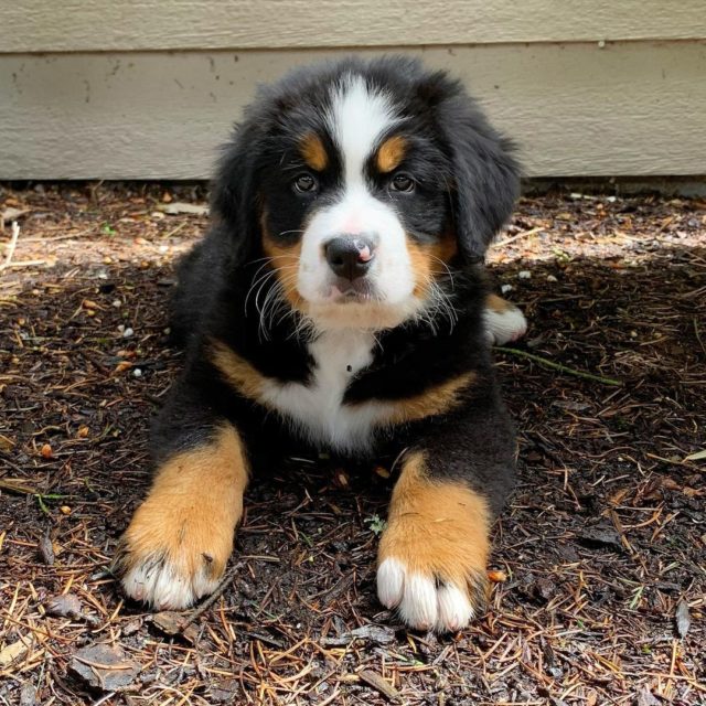 Male Vs. Female Bernese Mountain Dog Which One Should You Get?