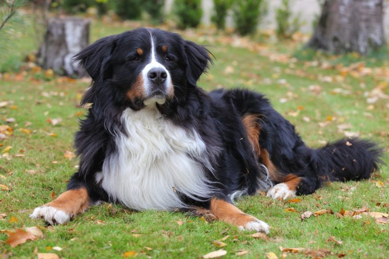 Male Vs. Female Bernese Mountain Dog Which One Should You