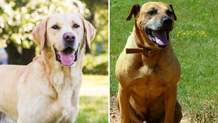 Black Mouth Cur Lab Mix: A Complete Guide To A Designer Dog