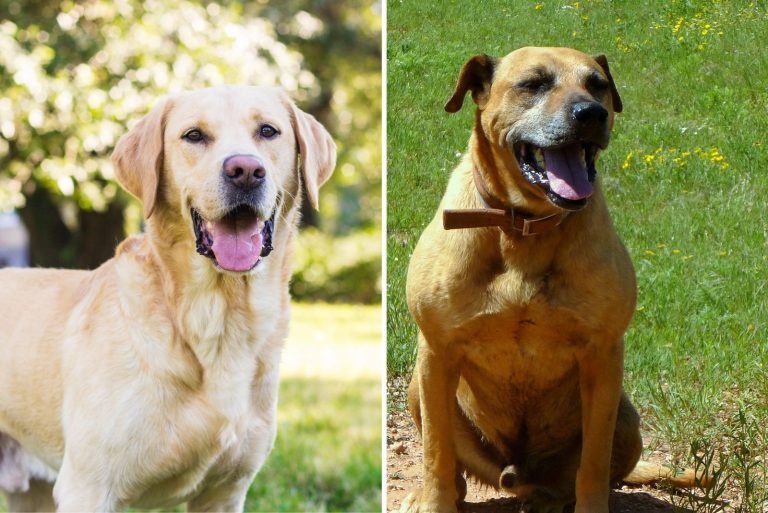 Black Mouth Cur Lab Mix