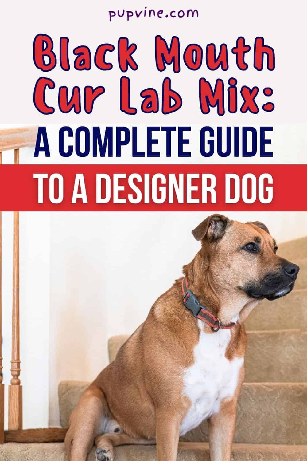 Black Mouth Cur Lab Mix: A Complete Guide To A Designer Dog