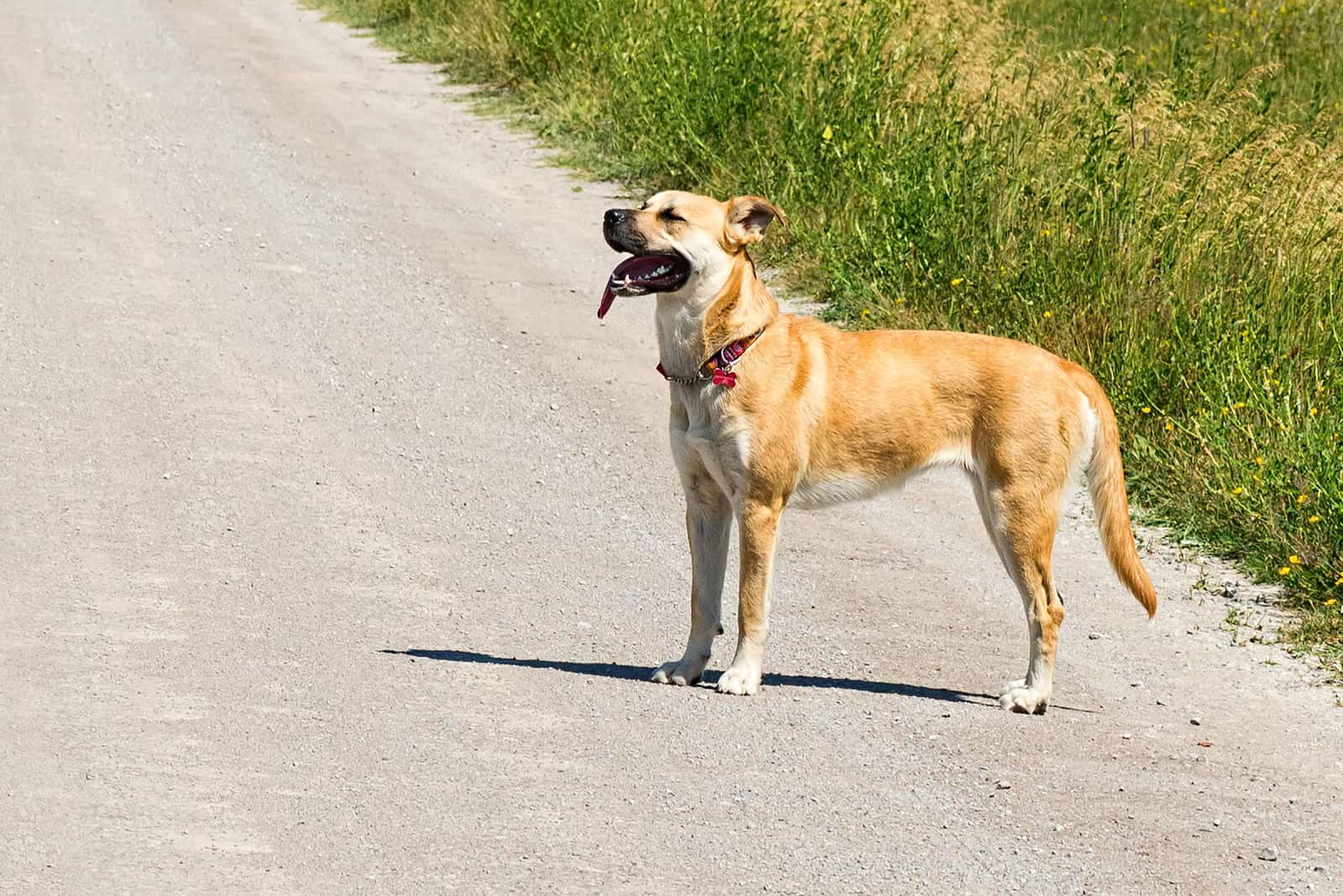 Black Mouth Cur