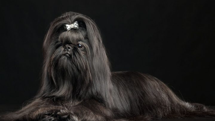 shih tzu long hair black