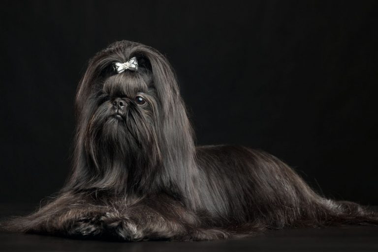 beautiful shih tzu with ribbon sitting against black background