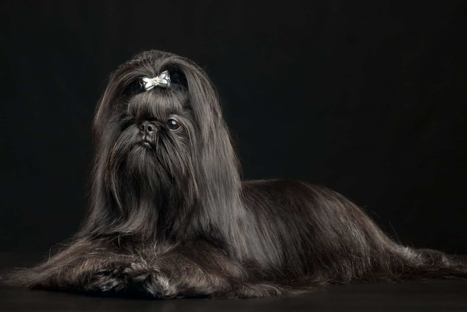 Black Shih Tzu The Ultimate Guide To This Shih Tzu Color