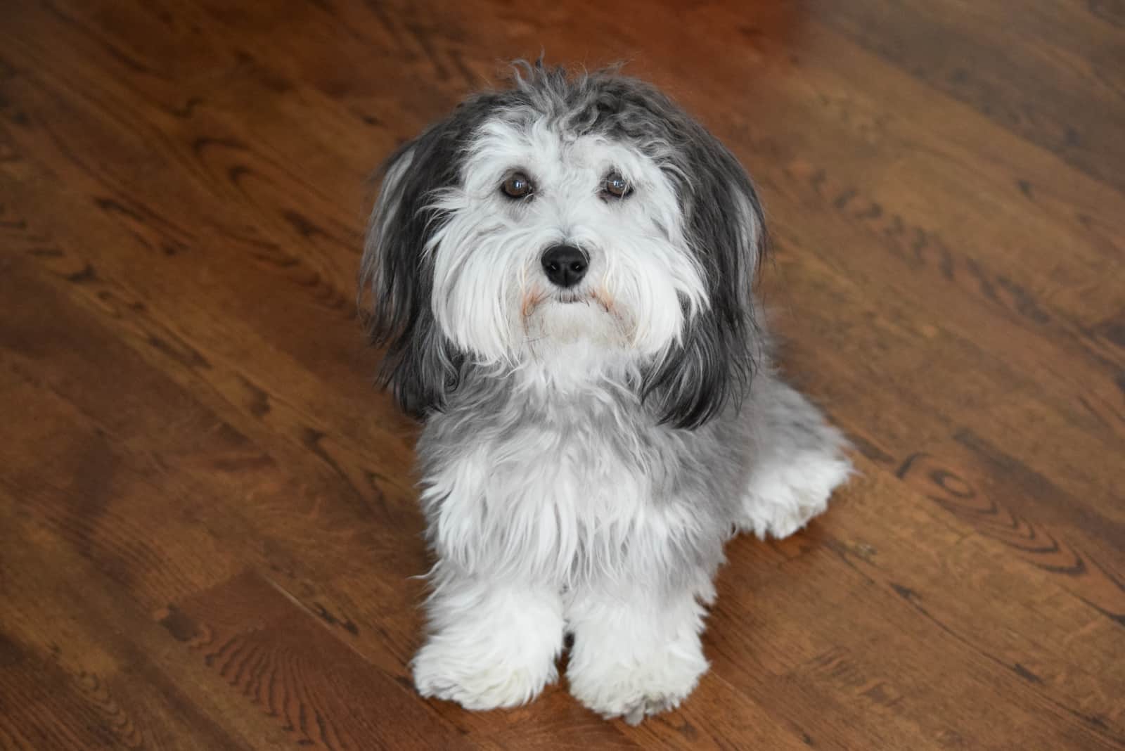 Black and Silver Havanese Dog