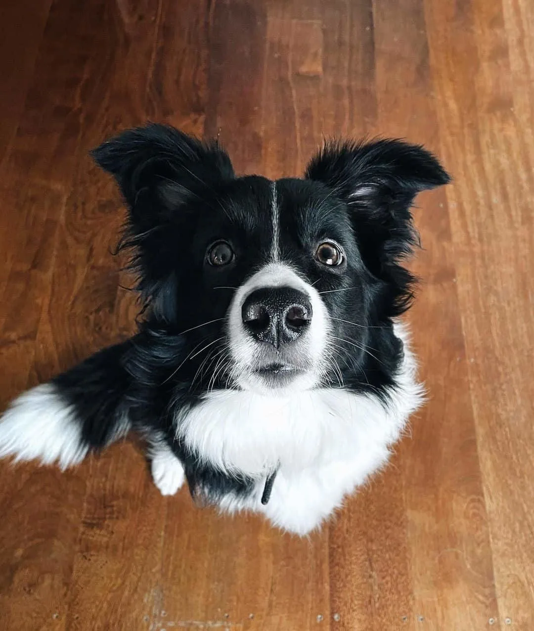 Border Collie sitting on the floor at home