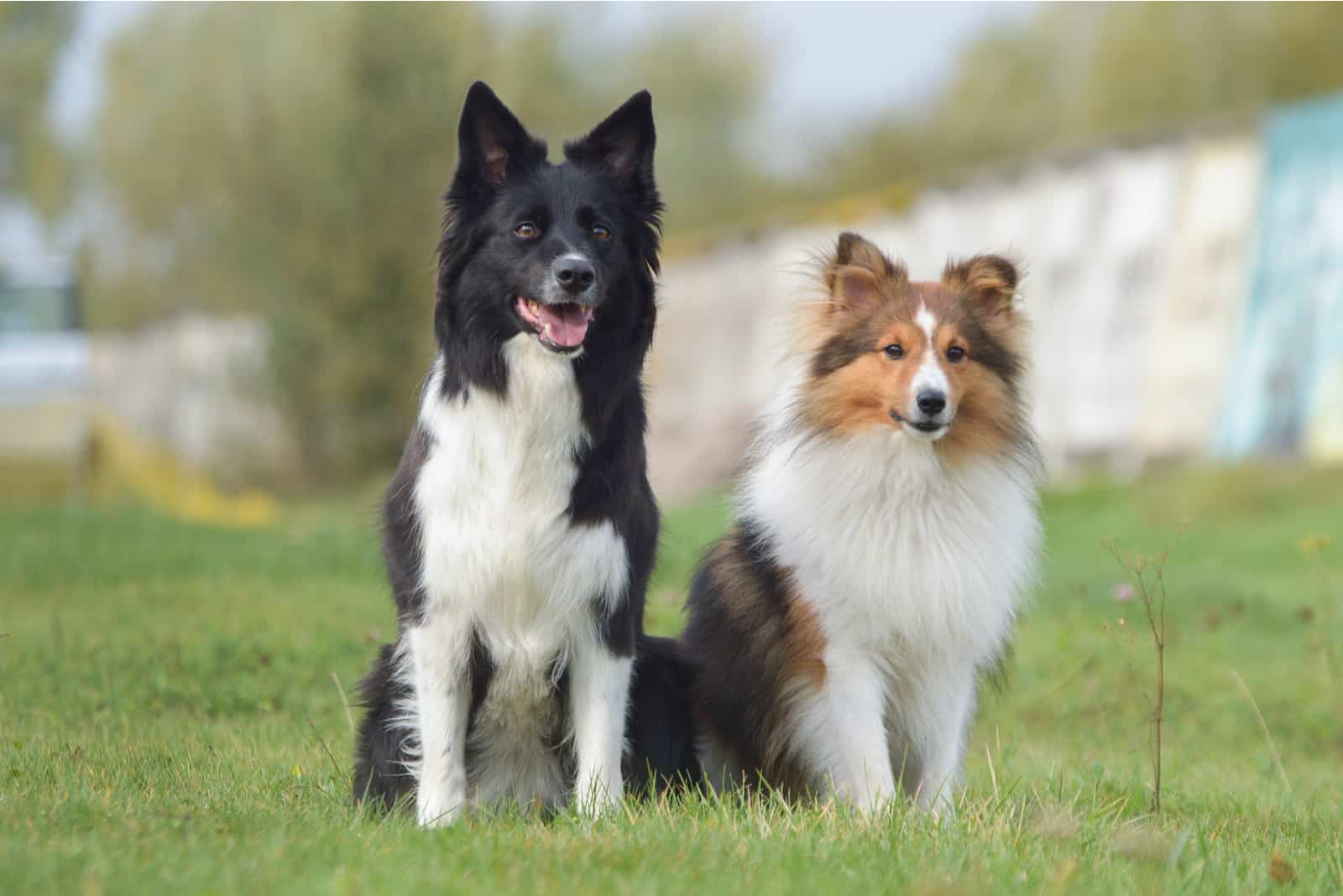Border collie and sheetland sheepdog sitting next to each other