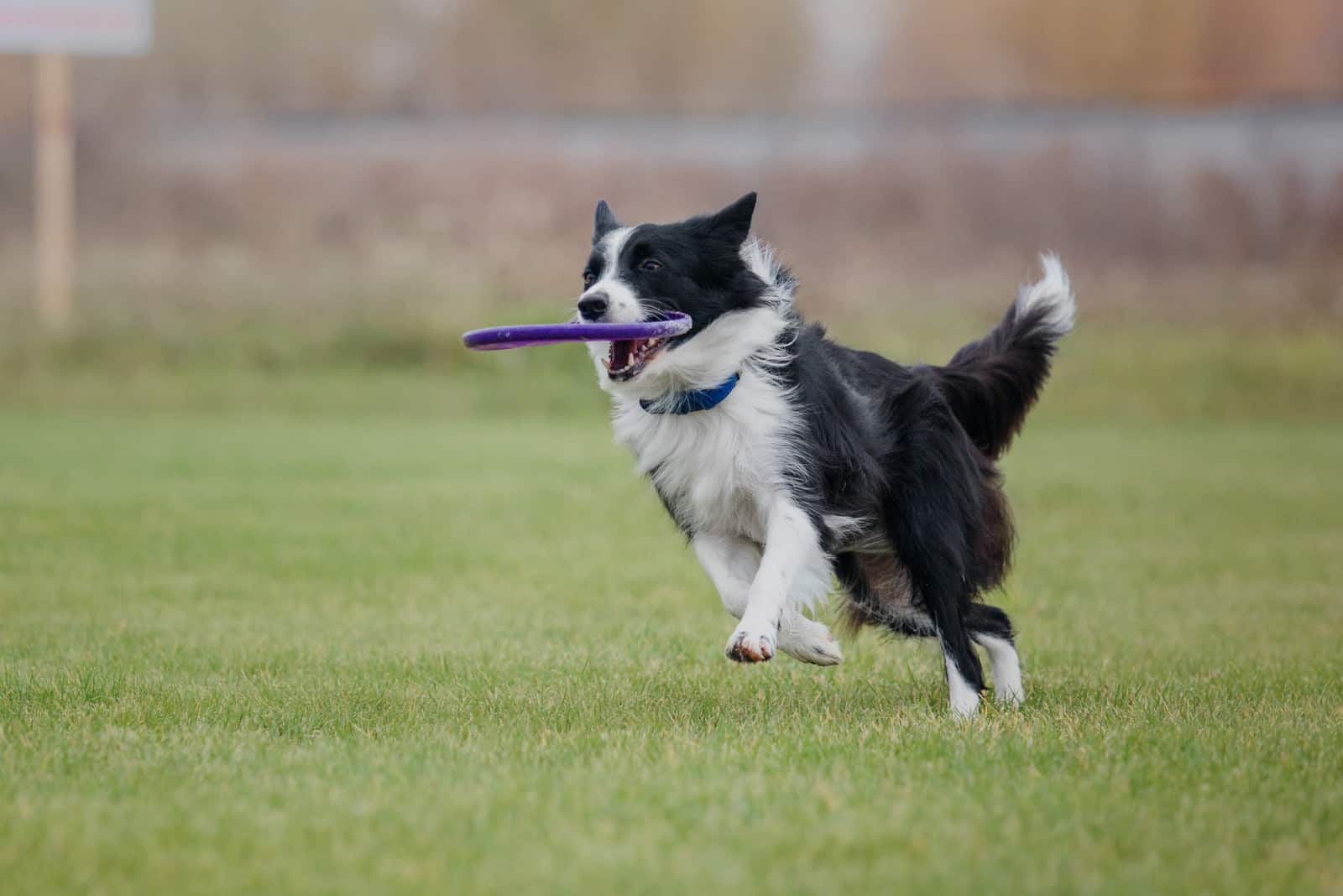 Border collie dog catches a flying disc