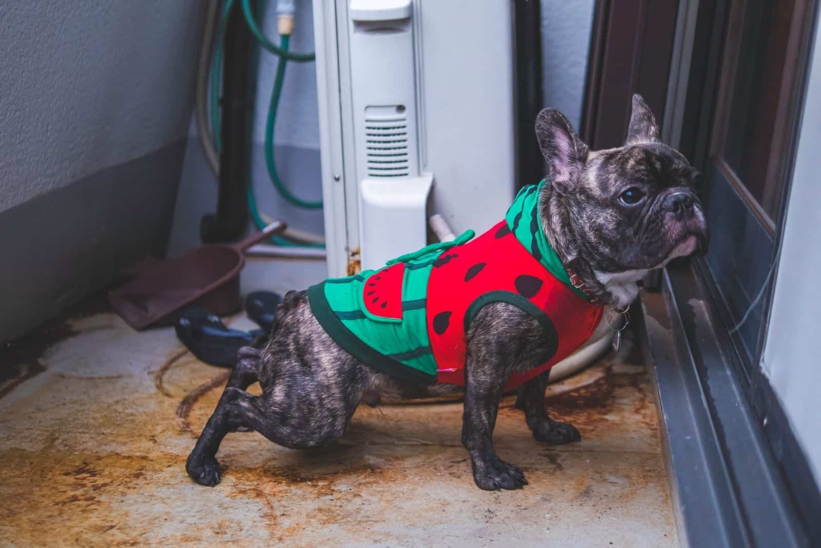 Brindle French bulldog with watermelon shirt standing and pissing pee at the balcony